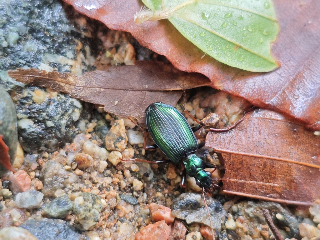 Paranchodemus thibetanus