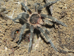 Plesiopelma