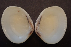 Gafrarium pectinatum