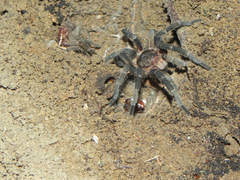 Plesiopelma