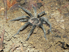 Plesiopelma