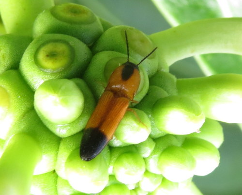 Click beetle