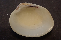 Gafrarium pectinatum