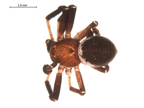 Xysticus ellipticus