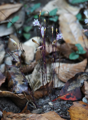 Apteria aphylla