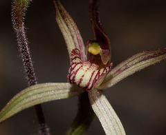 Caladenia filamentosa