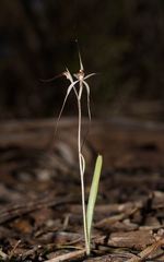 Caladenia filamentosa