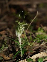 Pterostylis robusta