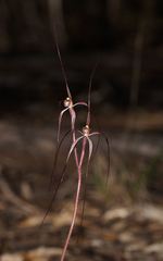 Caladenia filamentosa