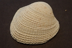 Periglypta reticulata