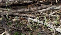 Pterostylis robusta