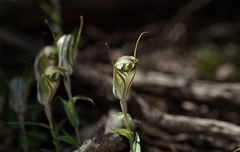 Pterostylis robusta