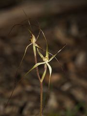 Caladenia filamentosa
