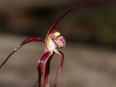 Caladenia filamentosa