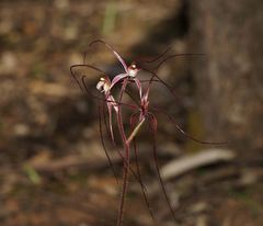 Caladenia filamentosa