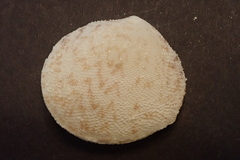 Scutarcopagia scobinata