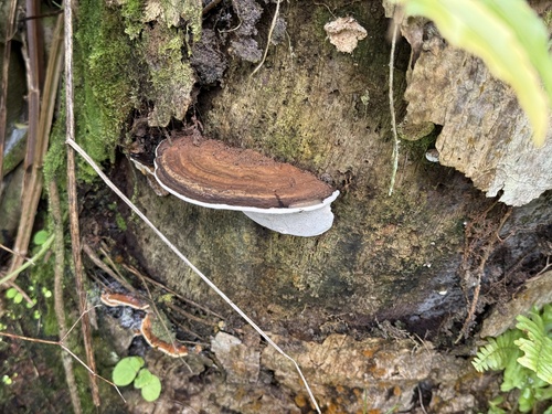 Ganoderma australe, 2025-07-09