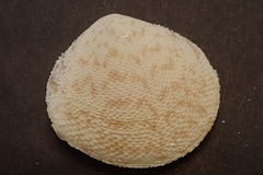 Scutarcopagia scobinata