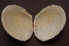 Scutarcopagia scobinata