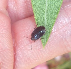 Canthophorus melanopterus