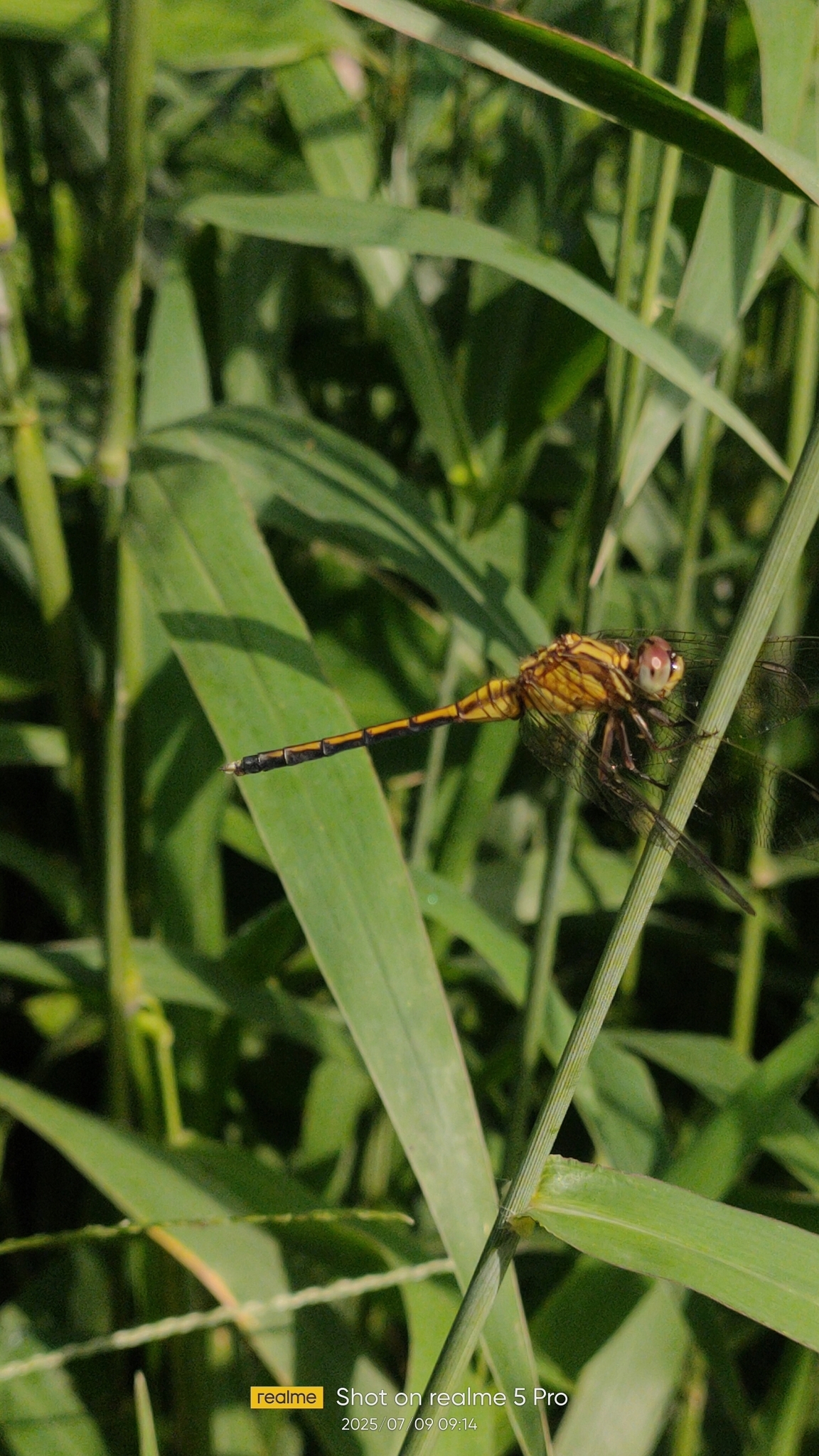 Marsh Skimmer