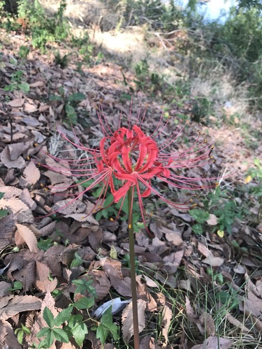 Lycoris radiata