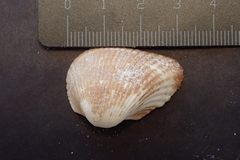 Anadara uropigimelana