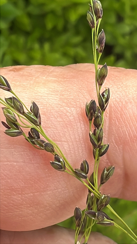 Glyceria nubigena