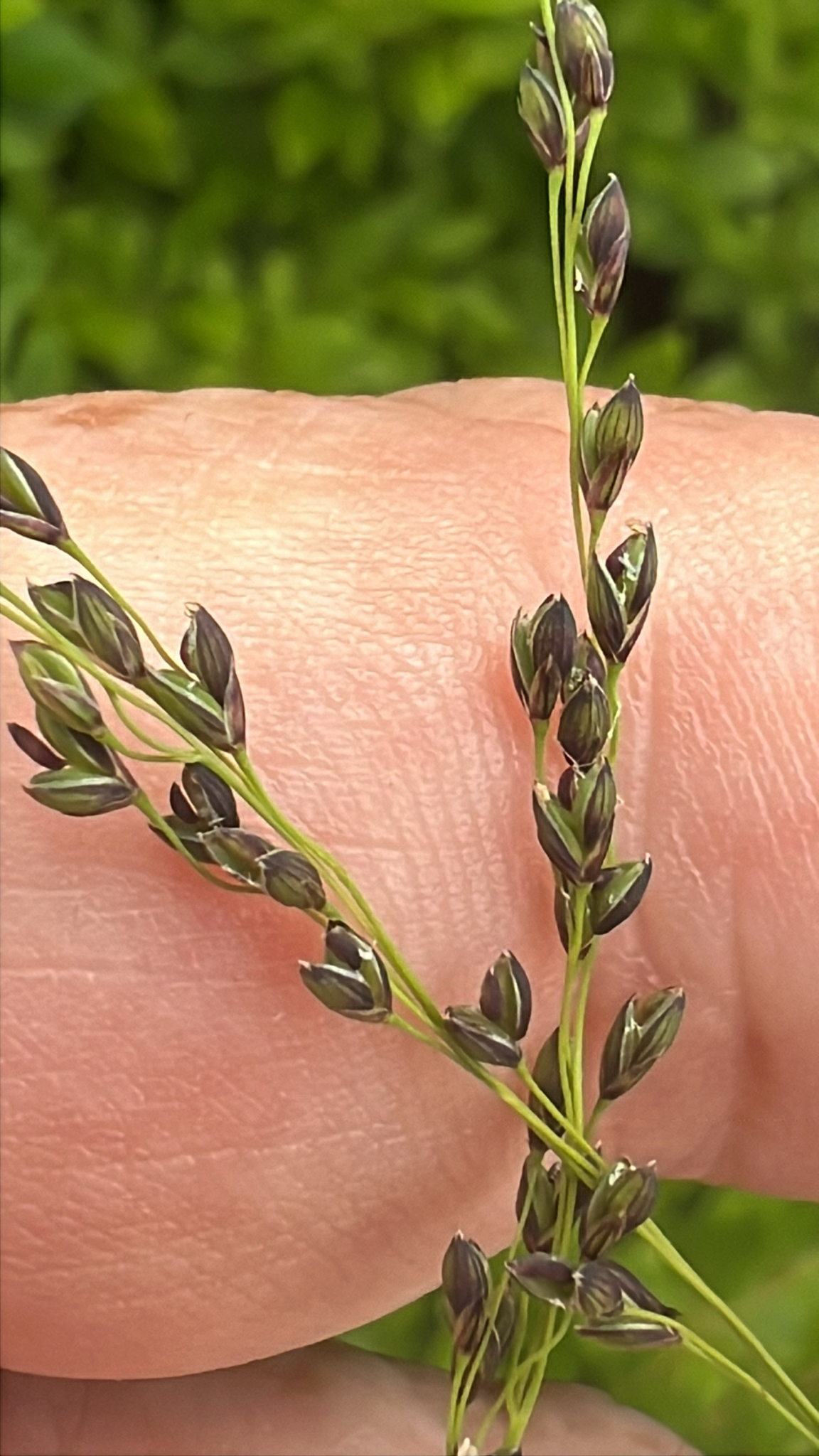 Glyceria nubigena