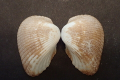 Anadara uropigimelana