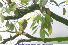 Glaucidium cuculoides