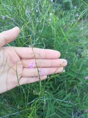 Tephrosia vicioides