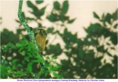 Strix leptogrammica