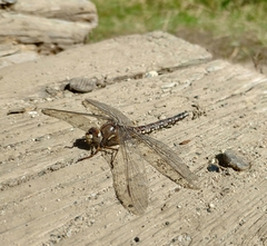 Aeshna caerulea