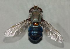 Helophilus hochstetteri