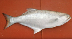 Steelback photo 3