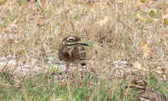 Burhinus indicus