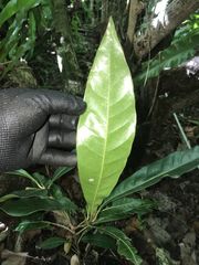 Planchonella obovata