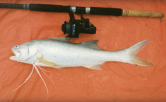 Burnett Salmon photo 2