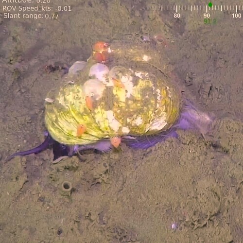 Bathybembix bairdii
