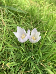Crocus kotschyanus
