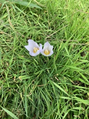 Crocus kotschyanus