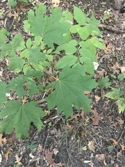 Acer platanoides
