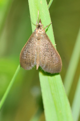 Pyrausta demantrialis