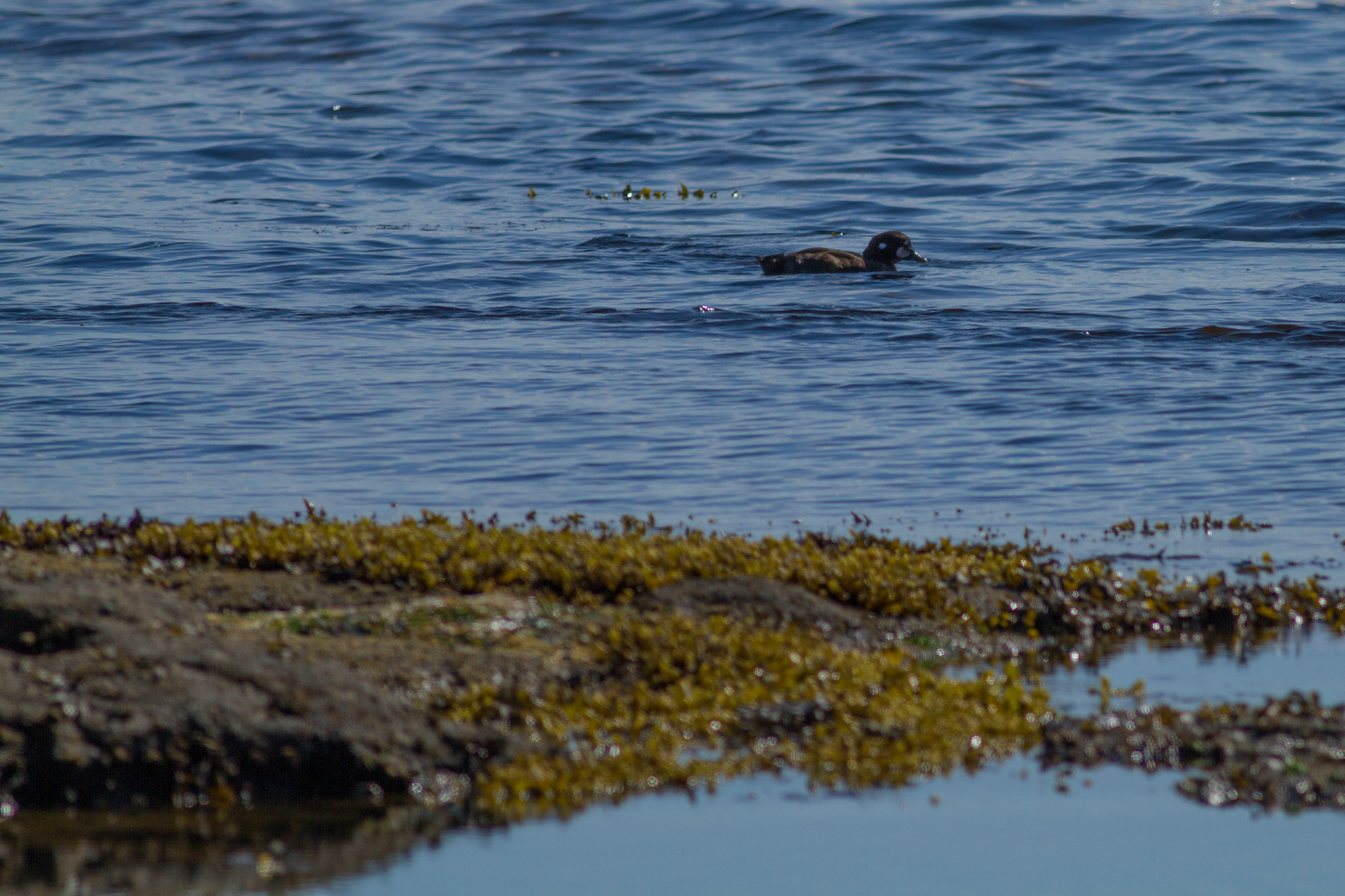 Harlequin Duck
