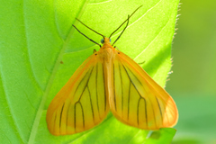 Eubaphe