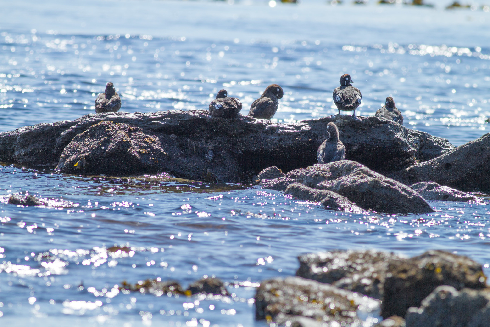 Harlequin Duck