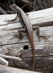 Sceloporus woodi