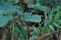 Witheringia macrantha