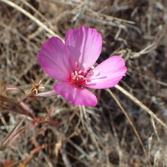 Clarkia rubicunda